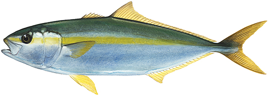 Yellowtail Kingfish