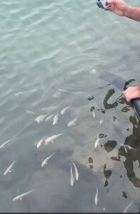 Yellowtail Kingfish release